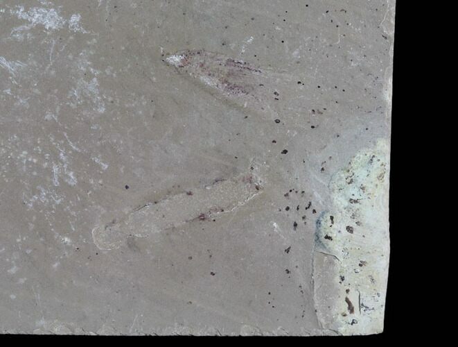 Fossil Bird Track - Green River Formation, Utah #105507